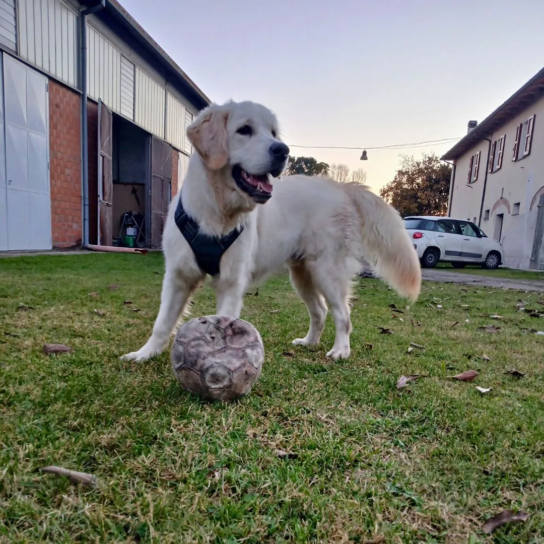 Dog sitting for puppy Golden Retriever