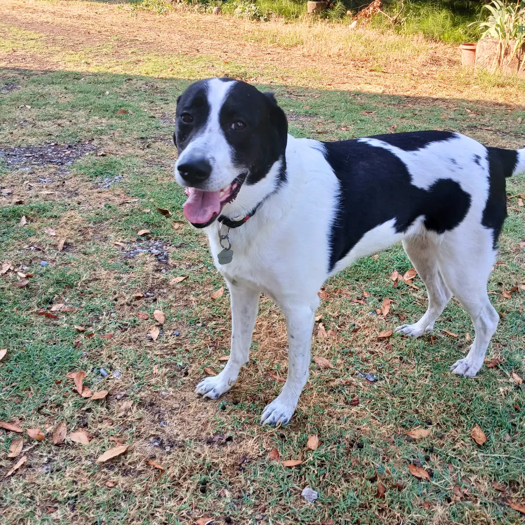 Dog sitting for female dog