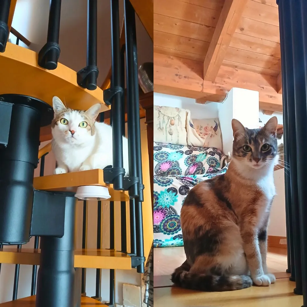 Cat sitting for two europeans cats