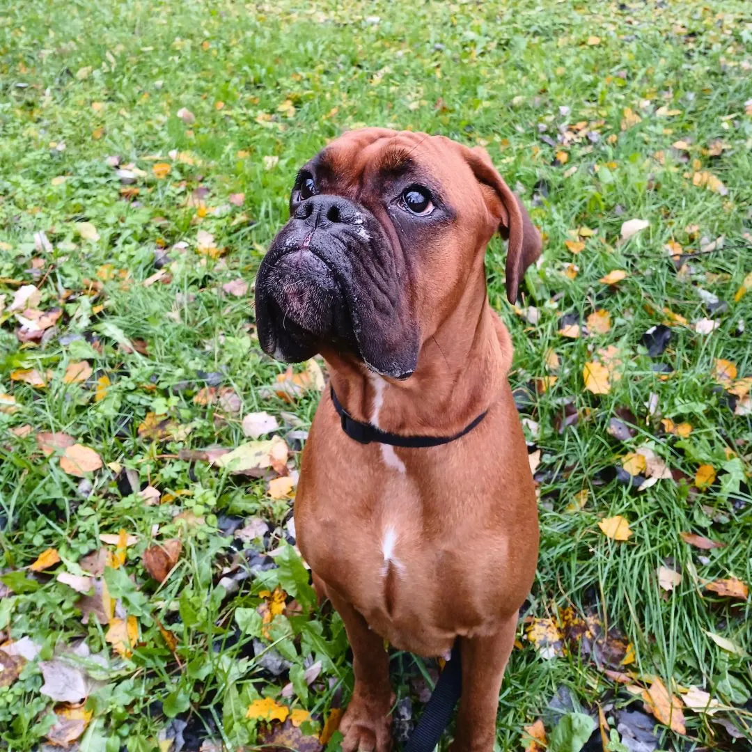 Dpg sitting for juvinile female Boxer