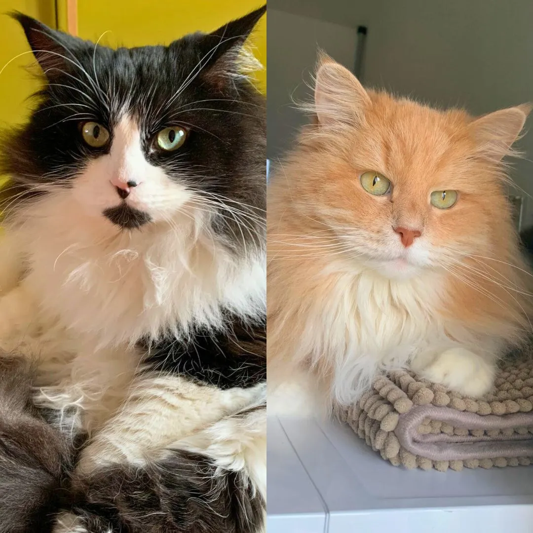 Cat sitting for two siberian male cats