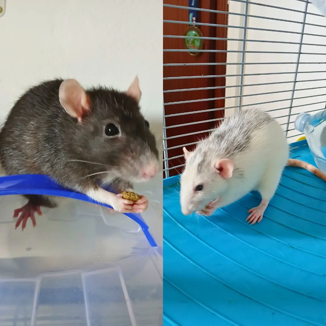 Exotic pet sitting for two domestics rats