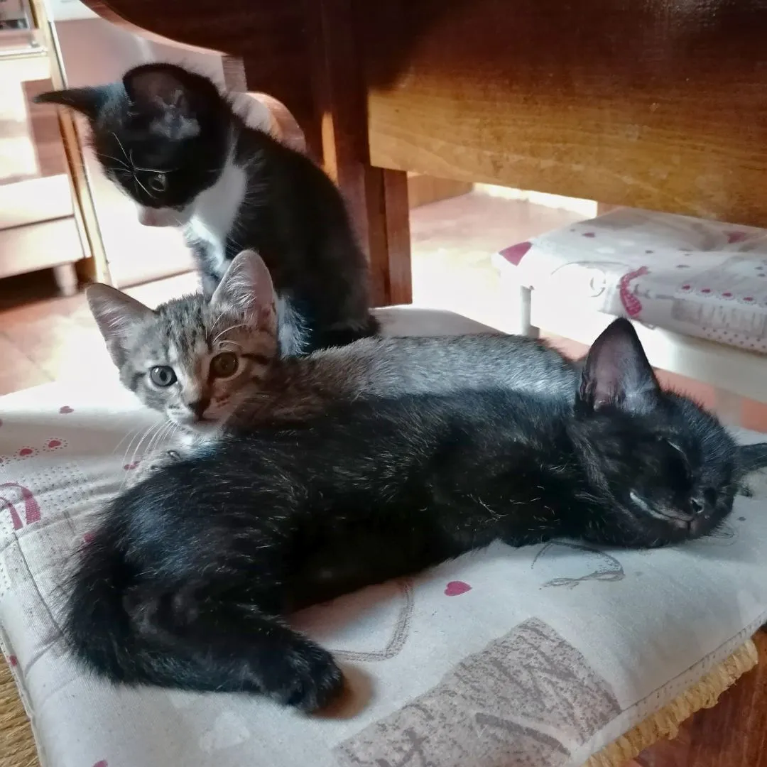 Three cute kittens are sitting on a chair