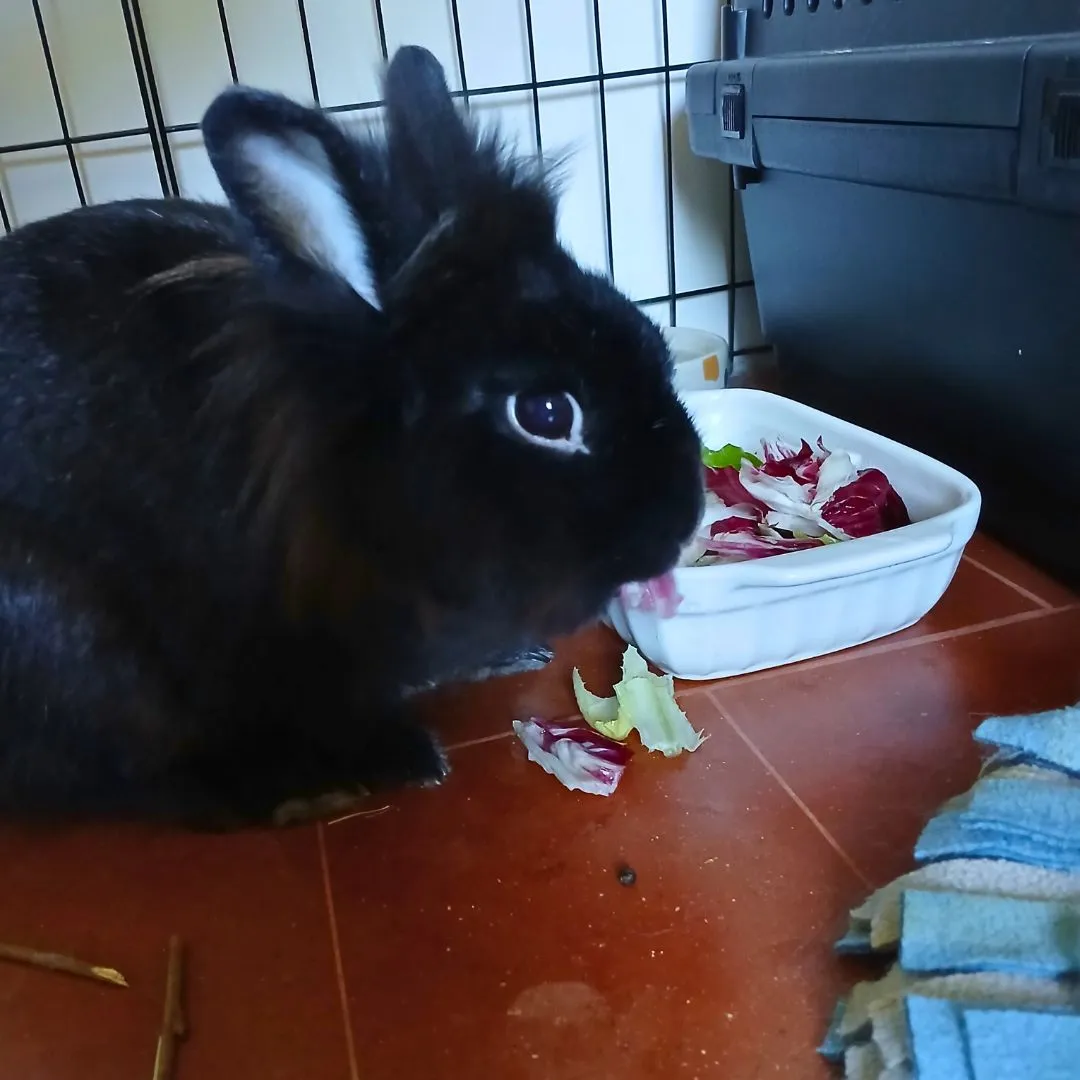 Bunny sitting for cute black bunny