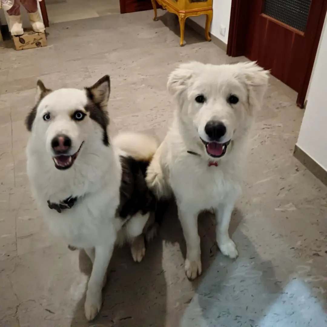 Dog sitting for Husky and Maremmano