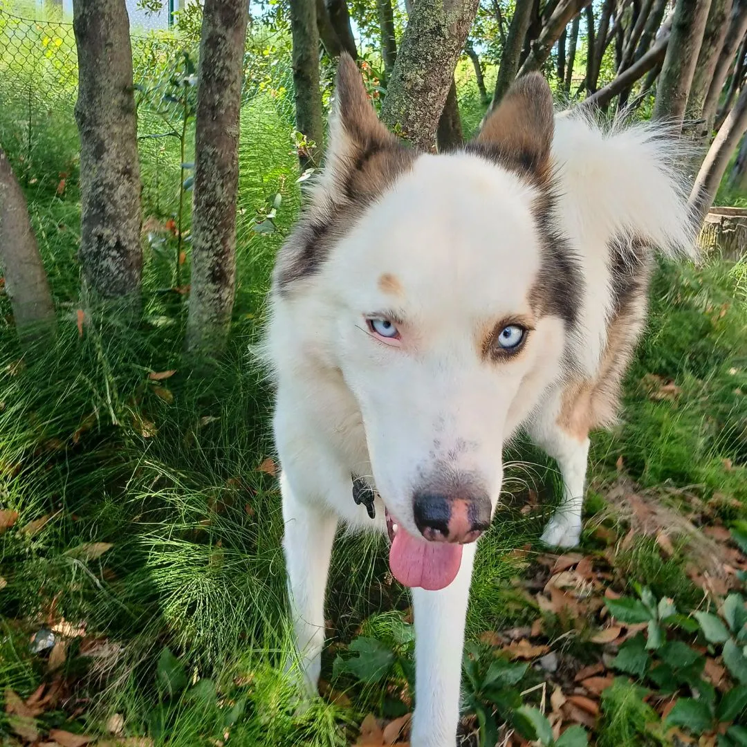 Dog sitting for similar Husky