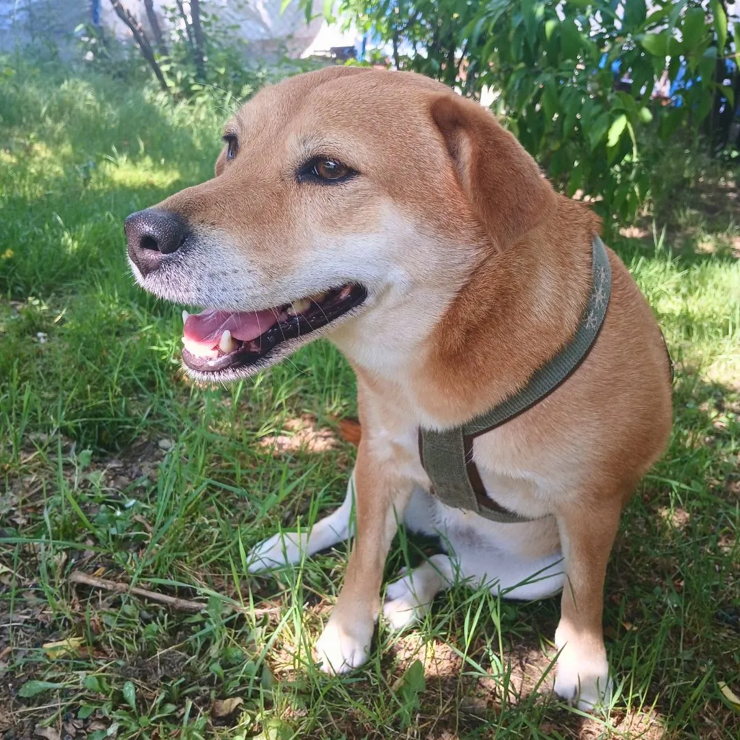 Dog sitting for dog from Germany